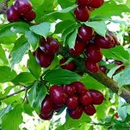 Саджанець Кизил Семен